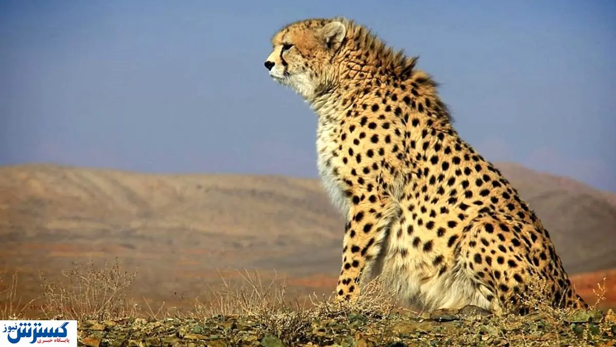 یوزپلنگ ایرانی سیگاری شد