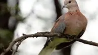 معرفی گونه‌های مختلف پرندگان در واگن مترو