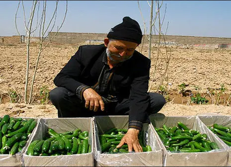 کمیاب شدن مرغ به خاطر قطعی برق؟