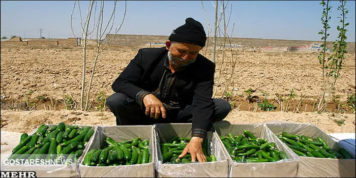 قطعی برق عامل گرانی خیار!