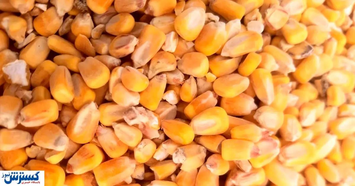 واردات نهاده دامی به صورت گسترده