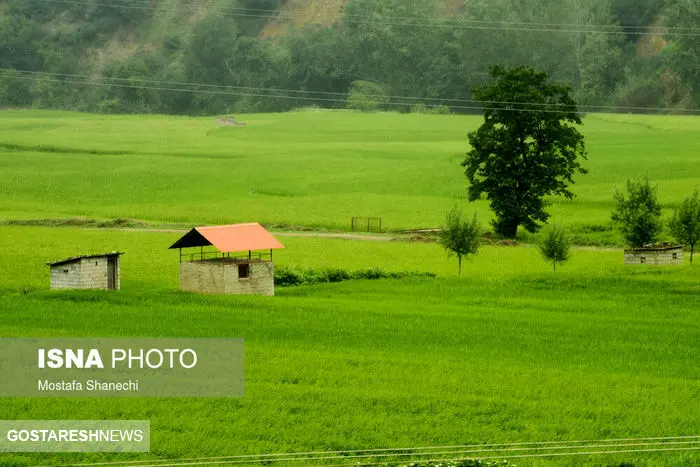 تصاویر/ خواب شالیزارهای مازندران 