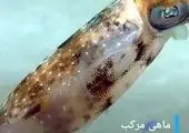 ایران انسان به فضا می‌فرستد