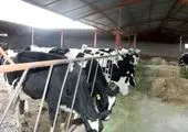 بررسی احتمال آلودگی شیر در مناطق جنوبی کشور 