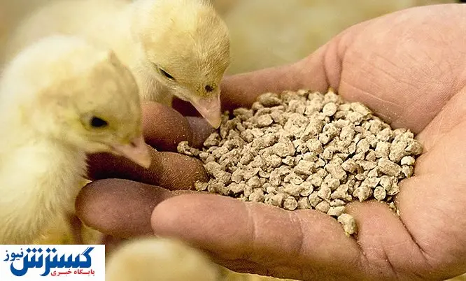 مخالفت قاطع تولیدکنندگان خوراک دام با ارز ۴۲۰۰ تومانی