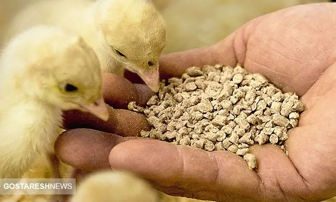 مخالفت قاطع تولیدکنندگان خوراک دام با ارز ۴۲۰۰ تومانی