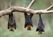 خفاش‌ها باز دردسرساز شدند / کشف ویروس جدید!