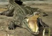 تمساح دریاچه چیتگر پیدا شد؟