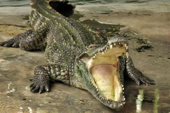 آتش نشانان به دنبال تمساح در دریاچه چیتگر+تصویر