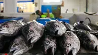 تصاویر/ بازار ماهی فروشان بندرعباس
