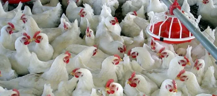 افزایش ۴۰ درصدی تولید مرغ و تخم مرغ