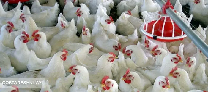 تولیدکنندگان مرغ اتمام حجت کردند!