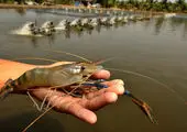 تخفیف ویژه سازمان شیلات برای عرضه ماهی