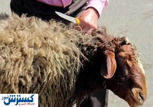 قیمت دام زنده برای عید قربان