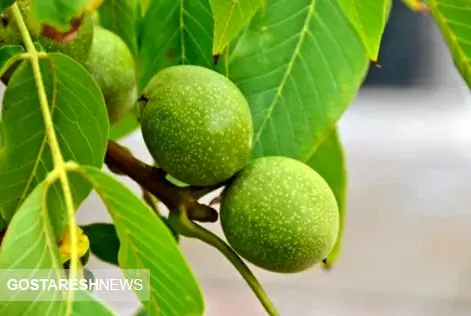 چه درختان میوه ای در سال ۱۴۰۰ مناسب مشهد می باشند: