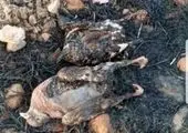 فرار حیوانات پس از آتش‌سوزی در جنگل‌های خائیز / فیلم