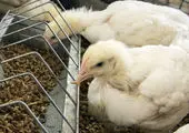 مخلوط کردن خوراک مرغ با خاک! + فیلم