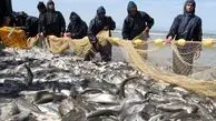 افزایش ۸۲ درصدی صید ماهی در دریای خزر