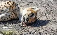 تصاویر تلف شدن یوزپلنگ ایرانی در محور میامی _ سبزوار