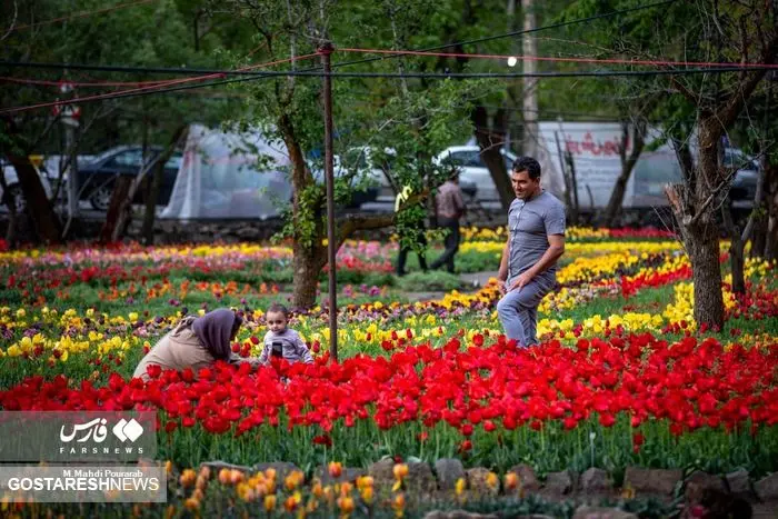 سفر مجازی به جشنواره دیدنی گل های رنگی + تصاویر