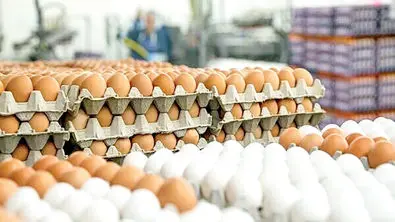 گوشت و تخم‌مرغ ارزان شد ، روغن و شکر سهیه‌بندی !