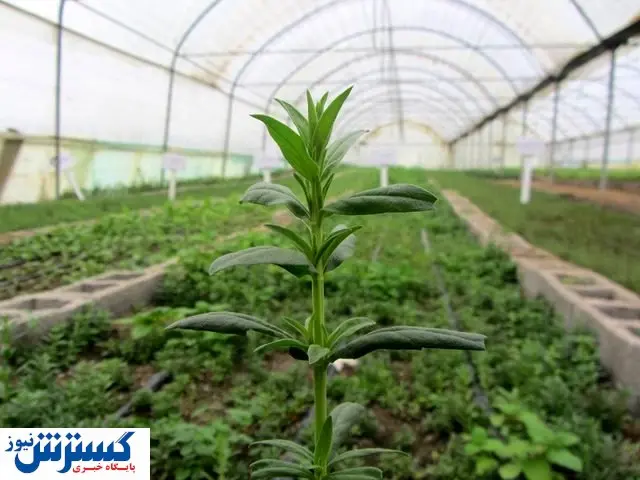 تسهیلات خوب برای یک تولید خاص