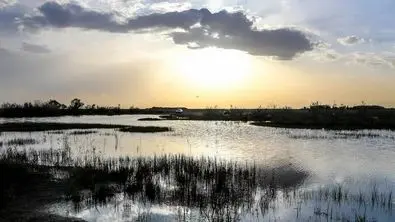 هامون مُرد ؛ سم مهلک زیر جلد یارانه !