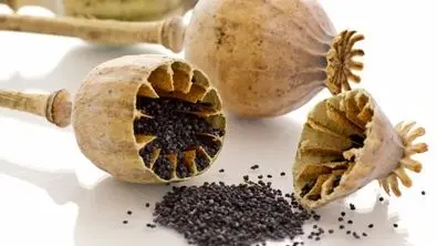کشت خشخاش در ایران دوباره بر سر زبان ها افتاد