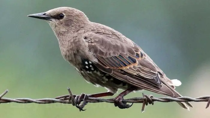 بازار داغ خرید گوشت گنجشک | بسته ۲۰۰ عددی ۳ میلیون فروخته شد