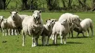 قیمت دام زنده سر به فلک کشید / یک گوسفند ۴۰ کیلویی چند است؟
