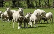جنجال بر سر فروش گوسفند با کارت ملی / ماجرا چه بود؟