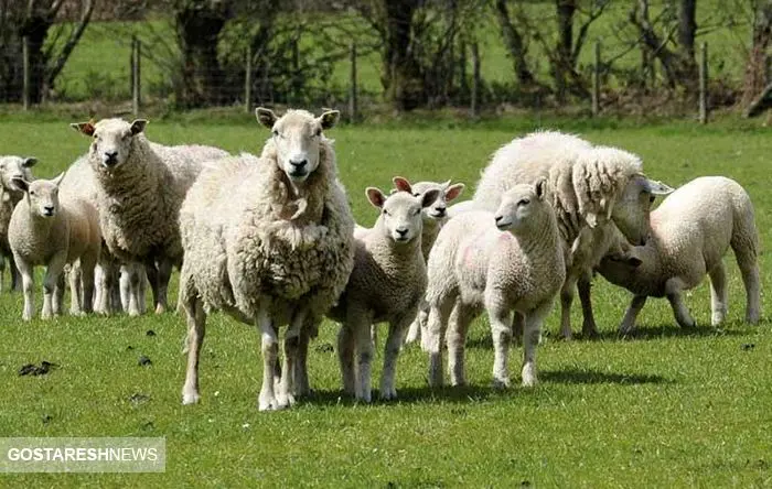 قیمت دام زنده سر به فلک کشید / یک گوسفند ۴۰ کیلویی چند است؟