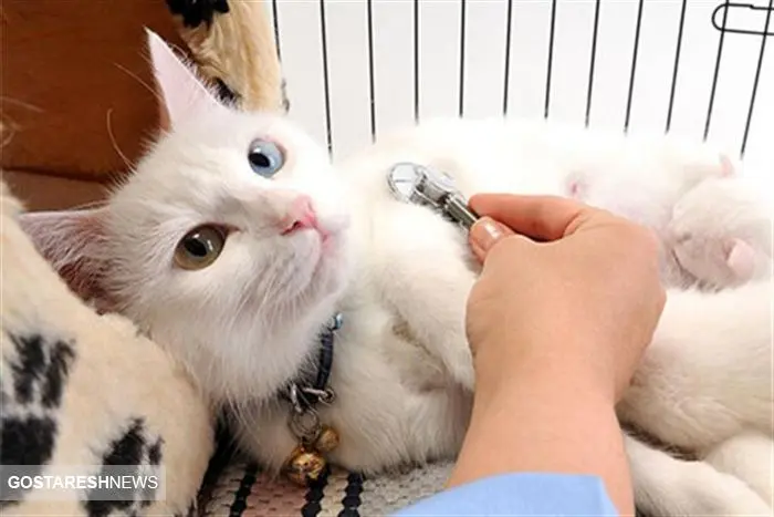 اجاره مطب های دامپزشکی 100 میلیون تومانی شد / حق ویزیت گربه چند؟