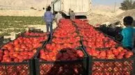 گوجه فرنگی ۲۲ هزار تومان شد! + جدول 