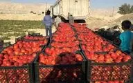 علت نابه سامانی بازار گوجه فرنگی چیست؟