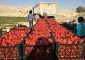 آخرین جزئیات درباره گوجه ۷۰ هزار تومانی / بازار به آرامش برمی گردد؟