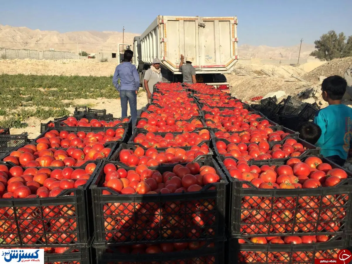 گوجه فرنگی ۱۱ هزار تومانی در راه بازار
