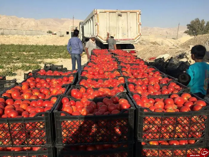 گوجه فرنگی ۱۱ هزار تومانی در راه بازار

