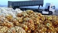 صادرات بی‌رویه صیفی‌جات، گرانی در بازار داخلی