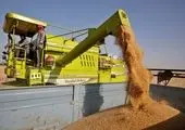 ممنوعیت صادرات گندم هند قیمت جهانی را بالا برد