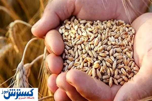 قیمت خرید تضمینی گندم نباید کمتر از  این عدد باشد