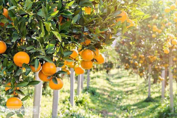 با مصرف این میوه‌ها جانتان به خطر می‌افتد