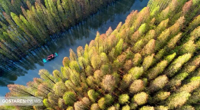 برنامه ای که بیابان را جنگل می کند