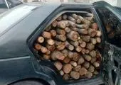 قطع درختان جنگلی و قاچاق چوب توسط افراد سودجو 