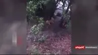 حمله سگ کوچک به تمساح غول‌ پیکر! + فیلم