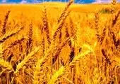رکوردشکنی کشت گندم در این استان / جهاد کشاورزی خبر داد