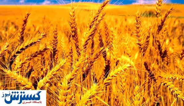 وابستگی کشور به واردات گندم تمام می شود؟