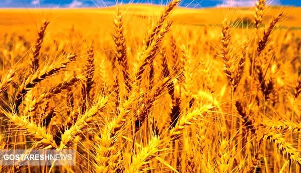 وضعیت تولید گندم در کشور / هر ایرانی چقدر گندم مصرف می کند؟