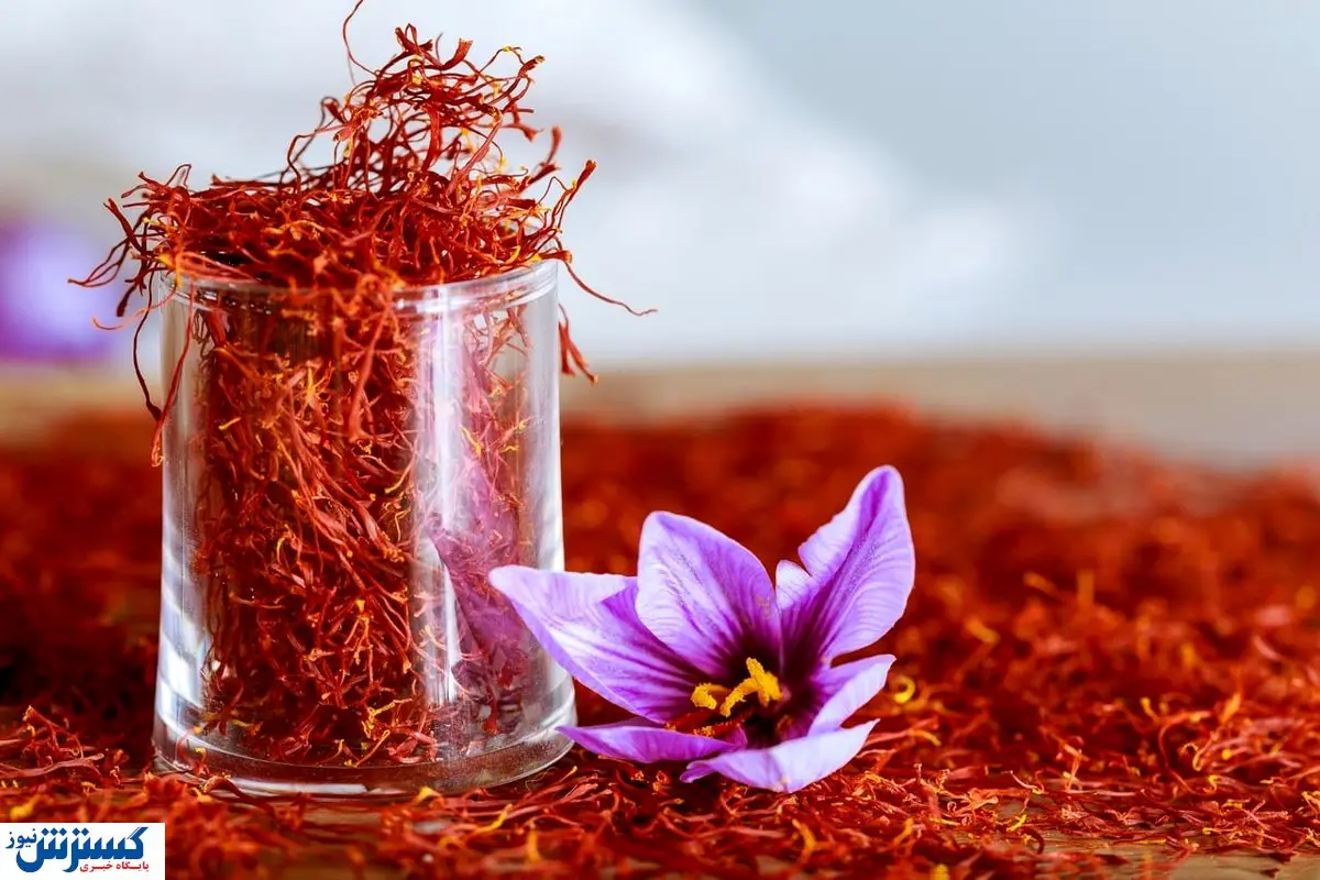 طلای سرخ در مسیر جهانی شدن | دولت دست به کار شد