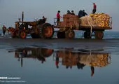 صیدی سنگین  در تور صیادان مازندران